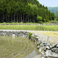 長浜市（滋賀県）のふるさと納税のお礼品